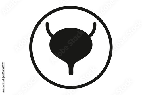 Anatomical diagram of the human urinary bladder and associated ureters