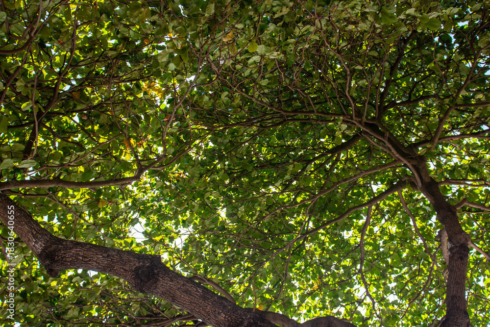 Fototapeta premium tree in the park