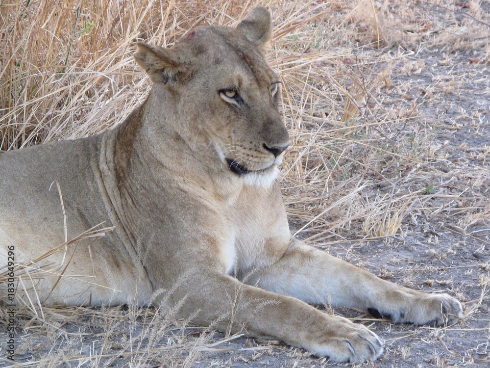 Fototapeta premium Lioness resting in dry grassland in South Luangwa National Park, showcasing African wildlife in its natural habitat.