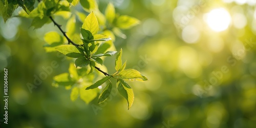 Young leaves on a sunny spr...