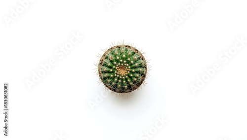 Top view of a cactus plant ...