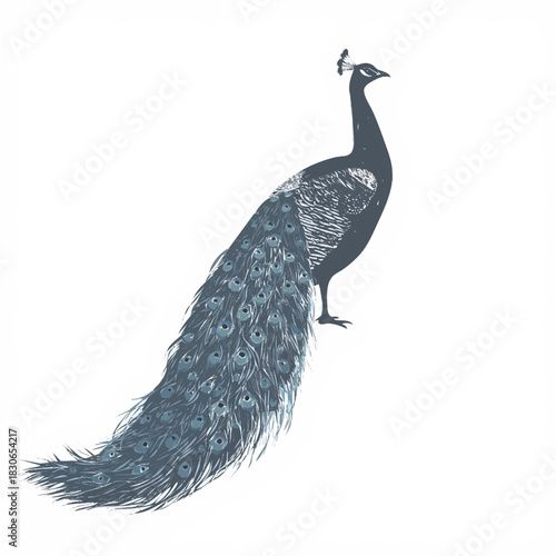 peacock vector illustration 