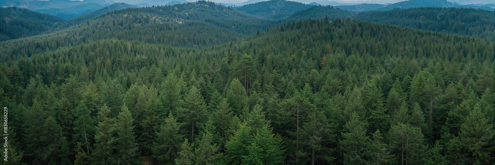 Fototapeta premium Aerial view of dense pine forest emphasizing lush greenery, suitable for nature preservation awareness