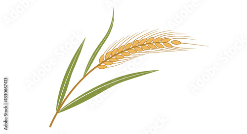 Single stalk of golden ripe wheat with green leaves representing agriculture or harvest isolated on a white background.
