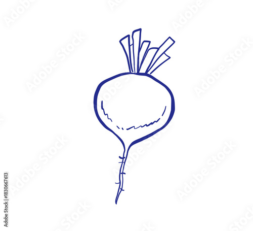 Beetroot vegetable hand drawn sketch. Doodle style icon. Vector isolated whimsical illustration.