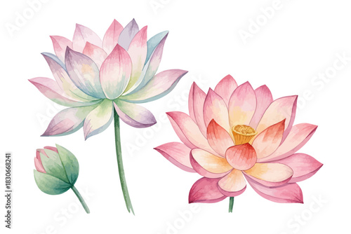 Lotus Flower Watercolor  isolated on white background