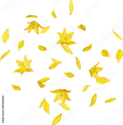 Falling Yellow Daylily Flowers and Petals