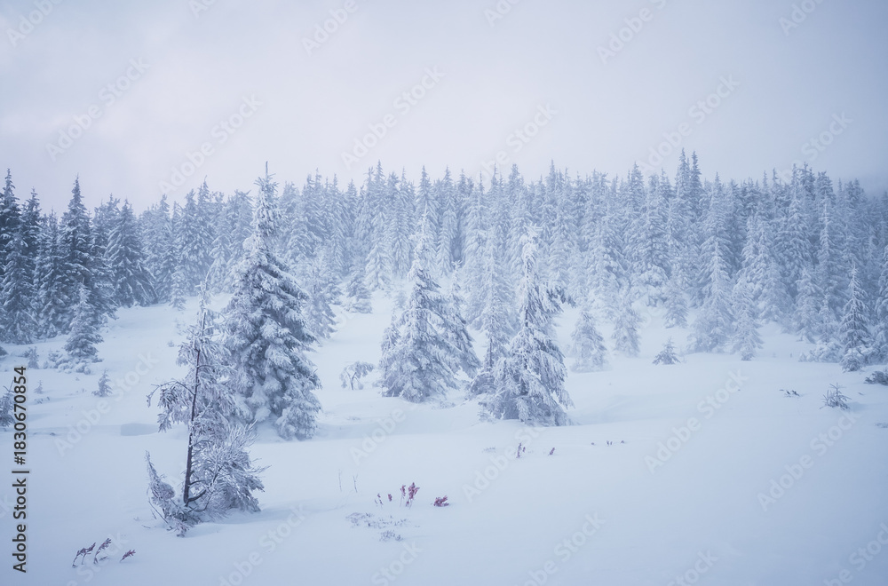 Naklejka premium Severe frost and heavy blizzard created a fabulous icy landscape in a coniferous forest. Adverse weather conditions. Tourist route among untouched wildlife. Photo wallpaper. Beauty of earth.