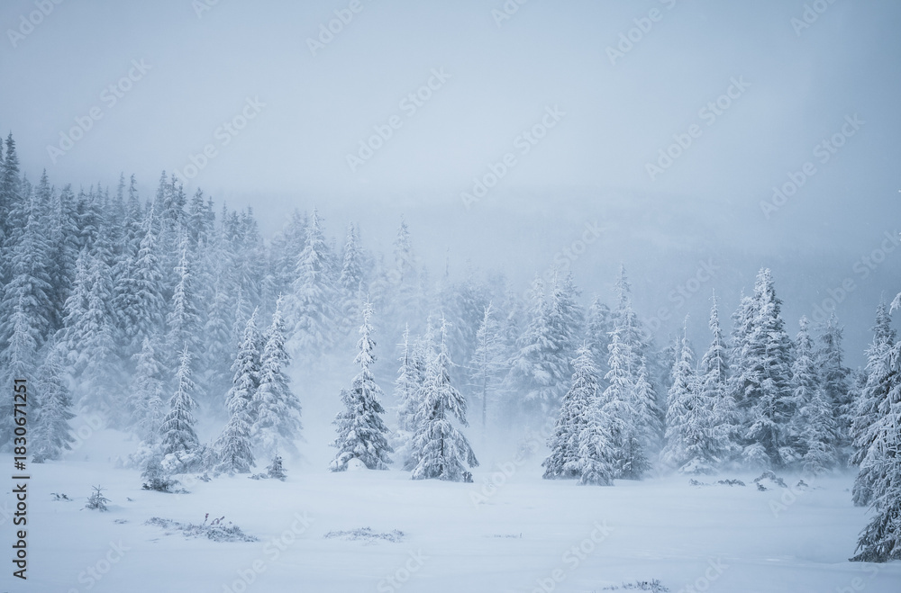 Fototapeta premium A snow-covered coniferous forest during a severe snowstorm creates a gloomy and gray winter atmosphere. Wildlife in adverse weather conditions. Photo wallpaper. Discovery the beauty of earth.