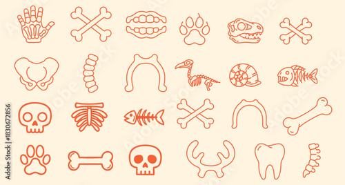 Minimal line art orange bone and skull icon grid showing paw tooth rib pelvis fish dinosaur jaw and spine on soft cream background warm flat tone
