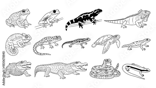 Detailed Black Outline Illustrations: 14 Diverse Reptiles & Amphibians Set on White Background