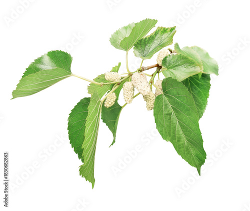 Fotografía sprig of white mulberry with leaves is isolated on a transporent background