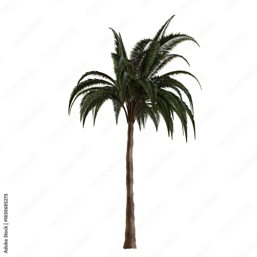 Obraz premium palm tree isolated on white