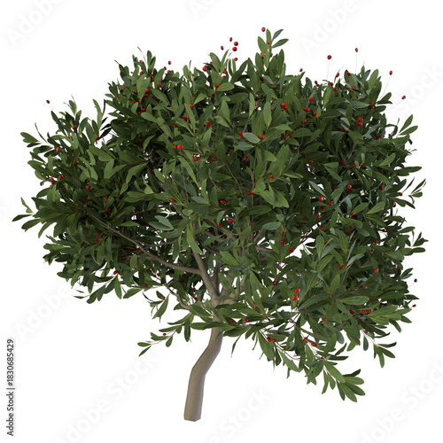 green tree isolated on white background