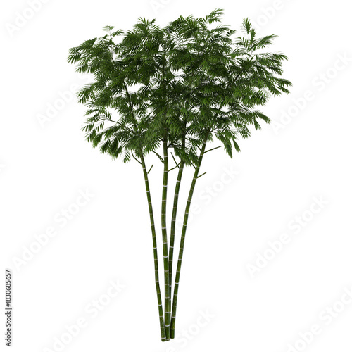 green tree isolated