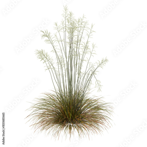 green grass isolated on white background