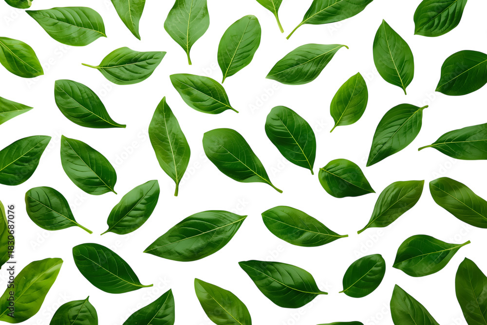 Fototapeta premium Basil leaves fresh green pattern: culinary herb, isolated texture, aromatic ingredient, vibrant foliage, natural element (144 characters)