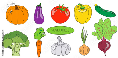 Set of colorful hand drawn vegetables, vector illustration