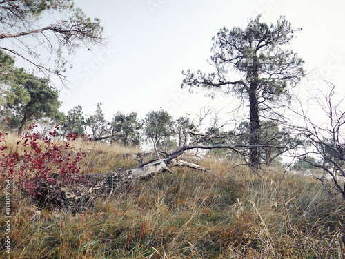 LAte Autumn landscape with fallen tree