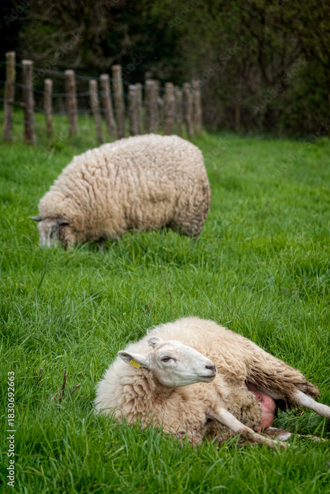 Fototapeta premium Ewes resting and grazing in green pastureland
