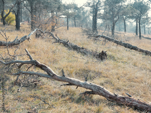 Fallen trees on the ground in an Autumn forest