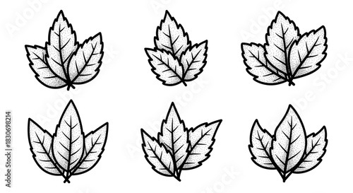 Set of six stylized leaf icons in black and white.
