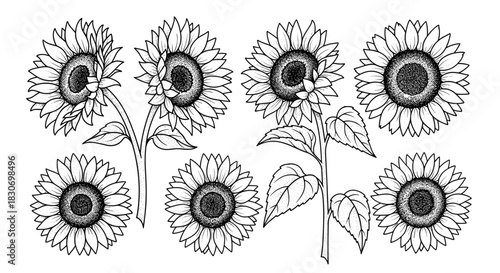 Collection of Hand Drawn Sunflowers in Black and White.
