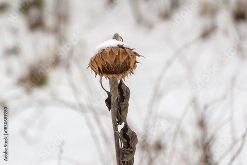 A dry sunflower is covered in snow in winter. Drooping and frozen.