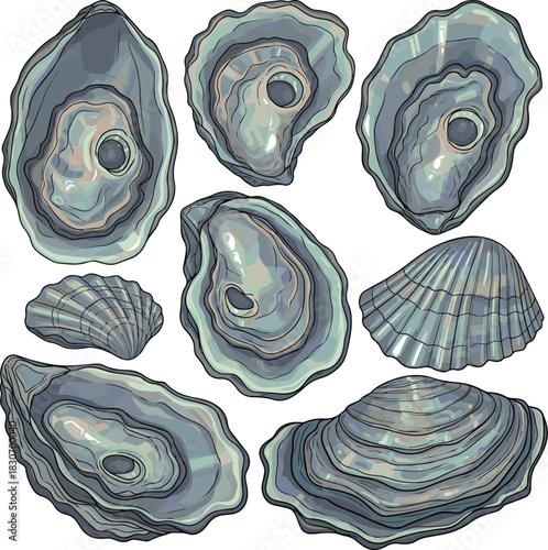 Create a kinds of deferent Oyster shell showcasing iridescent colors vector art with white background..