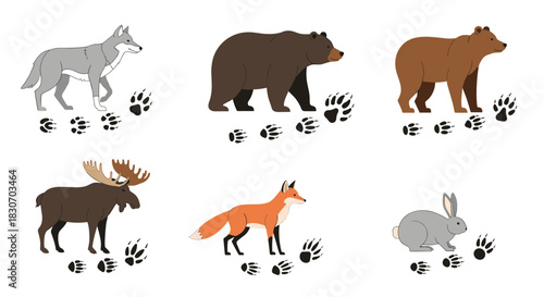 Collection of North American forest animals including a wolf bear moose fox and rabbit with their corresponding track prints vector set.