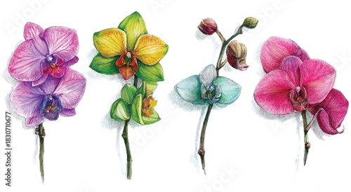Exquisite Watercolor Orchid Flowers in Vibrant Colors on White Background
