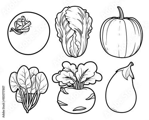 Tomato, Chinese cabbage, pumpkin, eggplant, spinach, and kohlrabi linear drawing for coloring page on white background