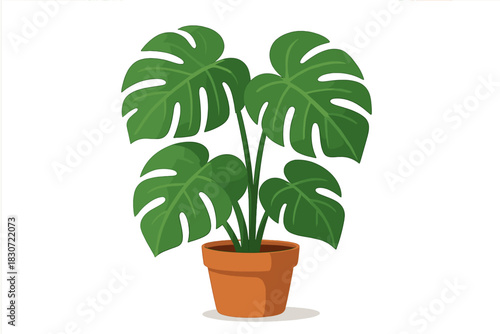 Lush green Monstera deliciosa houseplant in a terracotta pot isolated on white
