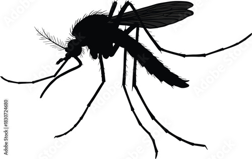 Mosquito silhouette, insect vector, entomology illustration, disease carrier, biology study, detailed anatomy, pest control, medical science, vector graphic, black design