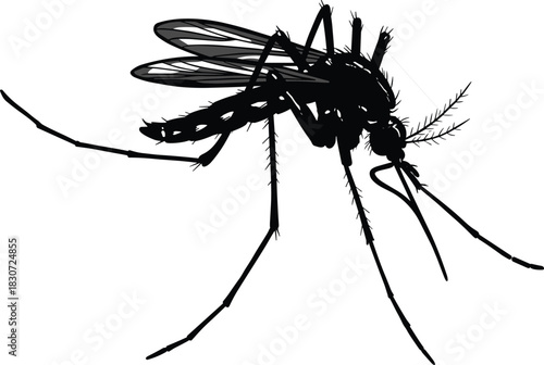 Mosquito silhouette, insect vector, entomology study, biology illustration, disease carrier, pest control, medical science, anatomy detail, wildlife insect, black design
