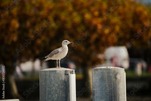 seagull on a post