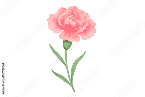 Single pink carnation flower with detailed petals and green foliage isolated on white