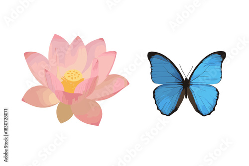 Pink lotus blossom and bright blue butterfly wings spread wide isolated on white