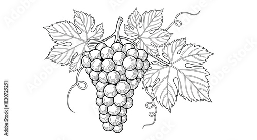 Elegant black and white line art illustration of a ripe grape cluster with detailed vine leaves and delicate tendrils, perfect for decorative designs.