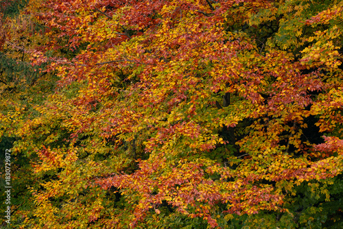 autumn leaves background
