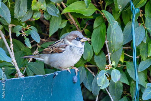 Photography House Sparrow (Passer domesticus) common in cities gardens and farmland across E