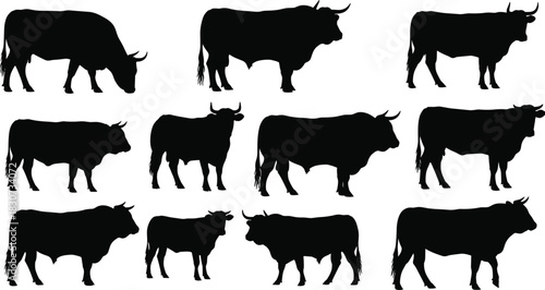 Black Silhouette Cattle and Bull Vector Set for Farm, Ranch, Meat, Dairy, Livestock, Agriculture Industry Logo, and Rural Design.