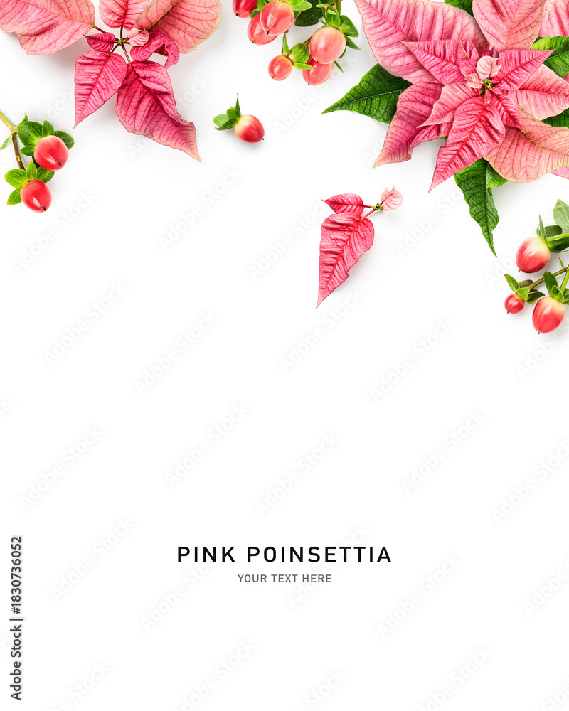 Obraz premium Pink poinsettia leaves and red berries photography isolated on white background