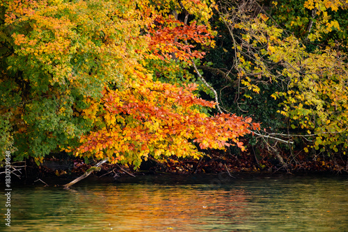 autumn leaves on the lake