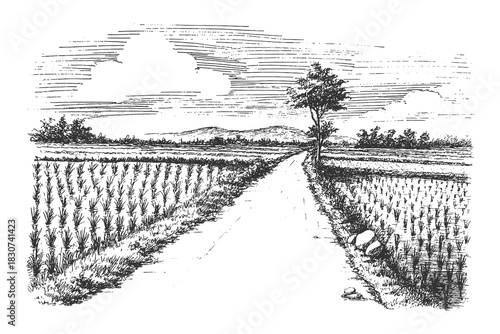 Vintage black and white vector illustration of wide agricultural fields with horizon trees, designed in detailed engraving style for farming themes, editorial use, and prints.
