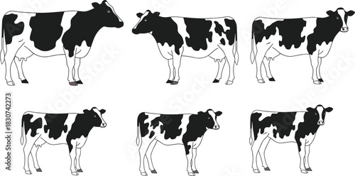 Set of six Holstein Friesian dairy cows and calves in various standing poses, black and white farm cattle vector illustration.