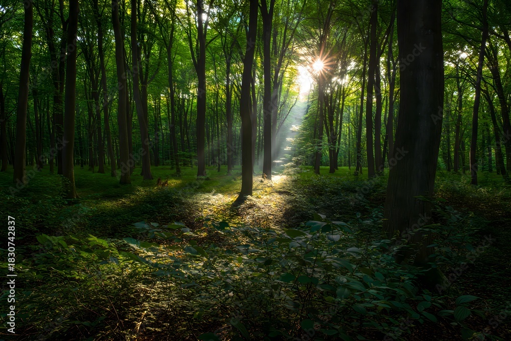 Obraz premium Sunbeams Through Dense Forest Canopy, Mystical Woodland Scene