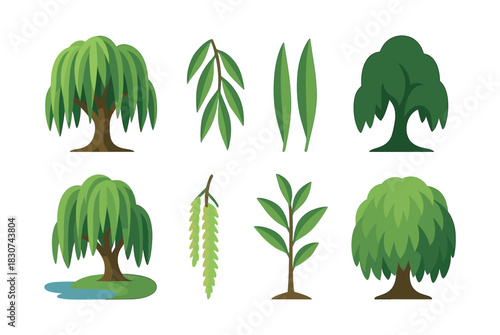 Willow tree and leaf collection, flat vector illustration, botanical nature design