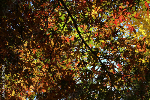Wallpaper Mural Beautiful red, green, and orange leaves of Acer Palmatum, Japanese Maple tree in autumn forest background. Tree branches with bright foliage back lit by the sunlight in fall.  Torontodigital.ca