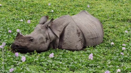 One-horned rhinoceros of Kaziranga National Park Assam, India grazing and eating in a pond